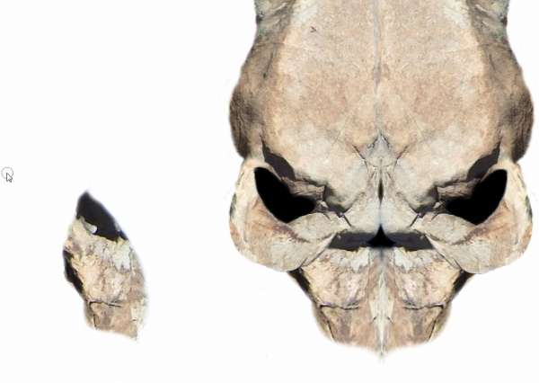 Creation of Skull: Step 6